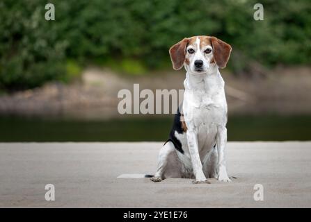 Ritratto di un cane che non è purosangue, su sfondo naturale. Beagle Foto Stock