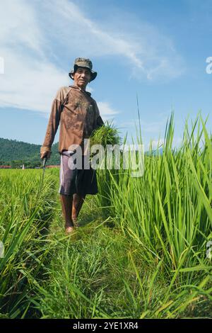 Un agricoltore che posa tenendo in mano un utensile da taglio a forma di falce e taglia erba, Amleto di Campurejo, Reggenza di Luwu, Walenrang, Sulawesi meridionale, Indonesia Foto Stock