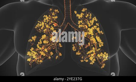Il processo respiratorio si verifica negli alveoli dei polmoni Foto Stock