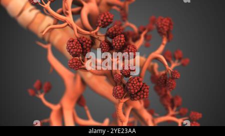 Alveoli respiratori nei polmoni per il trasferimento di ossigeno Foto Stock