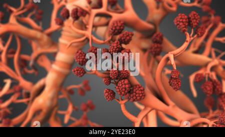 Alveoli respiratori nei polmoni per il trasferimento di ossigeno Foto Stock