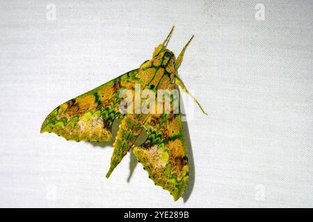 Hawkmoth (Pachylia darceta) fotografato su uno sfondo bianco dalla trappola per insetti, Costa Rica. Foto Stock