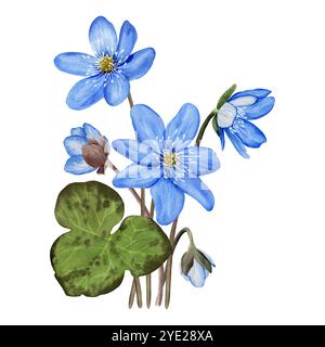 Composizione con fiori primaverili blu anemone hepatica, liverwort. Illustrazione ad acquerello botanico disegnata a mano isolata su sfondo bianco. Per clip Foto Stock