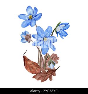 Composizione con fiori primaverili blu anemone hepatica, liverwort e foglie di bosco drenanti. Illustrazione ad acquerello botanico disegnata a mano isolata su Foto Stock
