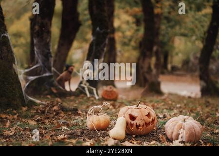 Un American Hairless Terrier si siede con un cappello da strega accanto a una zucca scolpita in una foresta spaventosa. Le decorazioni di Halloween creano un'atmosfera festosa e inquietante Foto Stock