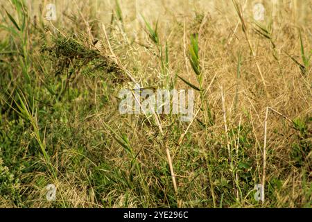 Verdaino europeo (Chloris chloris) su un piccolo ramoscello in habitat naturale. Giornata di sole. Foto Stock