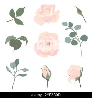 Set di rose rosa chiaro e rami di eucalipto. Splendidi fiori di forme diverse, gemme e fiori isolati sullo sfondo. Illustrazione floreale vettoriale Illustrazione Vettoriale