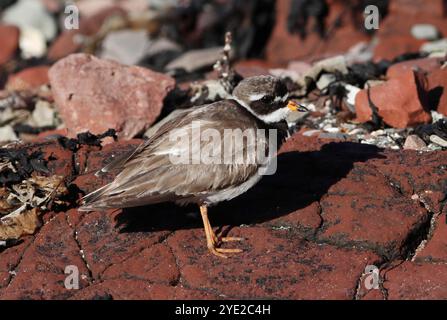 PLOVER AD ANELLO (Charadrius hiaticula) si trovava sulle rocce costiere durante l'alta marea, Regno Unito. Foto Stock