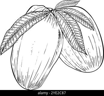 Mazzo di frutti di mango maturi e succosi con illustrazione isolata del vettore delle foglie dipinta da inchiostri neri. Bozza disegnata a mano con cibo tropicale vegano estivo Illustrazione Vettoriale