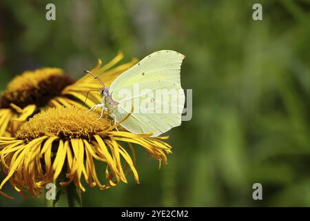 Farfalla di limone (Gonepteryx rhamny) su un fiore giallo di una grande Telekie (Telekia speciosa), Wilnsdorf, Renania settentrionale-Vestfalia, Germania, Europa Foto Stock