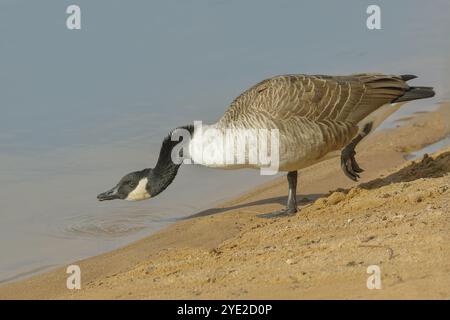 Oca canadese (Branta canadensis), acqua potabile per uccelli adulti presso l’Altmuehlsee, Wildlife, Altmuehlsee, Altmuehltal, alta Baviera, Baviera, Germania, E. Foto Stock