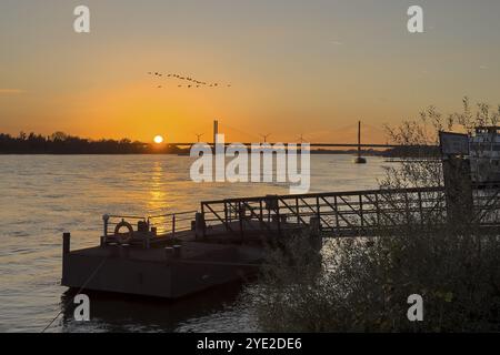 Tramonto sul fiume Reno basso Reno, nel molo in primo piano con ponte sulla riva, nel cielo oche selvatiche artiche (Anser), sullo sfondo bri Foto Stock