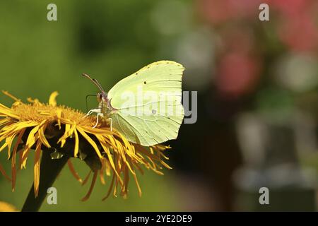 Farfalla di limone (Gonepteryx rhamny) su un fiore giallo di una grande Telekie (Telekia speciosa), Wilnsdorf, Renania settentrionale-Vestfalia, Germania, Europa Foto Stock