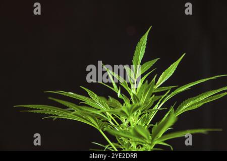 Primo piano selettivo sulla parte superiore di una pianta di cannabis, foglie di fan germogliano da una pianta di marijuana su sfondo nero. Angolo superiore sinistro dello spazio di copia Foto Stock