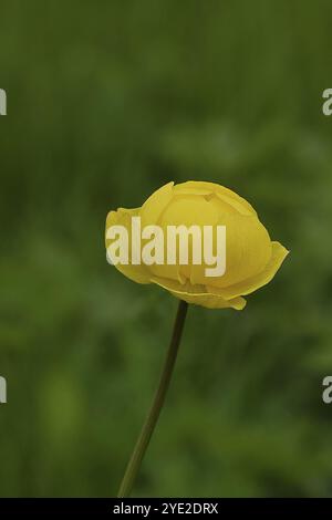 Trollflower europeo (Trollius europaeus), fiore giallo su un prato bagnato, Wilnsdorf, Renania settentrionale-Vestfalia, Germania, Europa Foto Stock