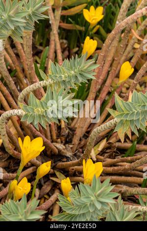 Sternbergia lutea di colore giallo brillante. Primo piano naturale, ritratto di piante fiorite. incredibile, attenzione, bello, fioritura, arrossamento, audace Foto Stock