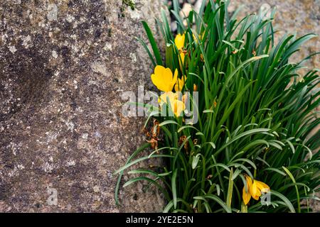 Sternbergia lutea di colore giallo brillante. Primo piano naturale, ritratto di piante fiorite. incredibile, attenzione, bello, fioritura, arrossamento, audace Foto Stock