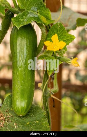 Cetriolo «Socrate», Cucumis sativus «Socrate», foglie e fiori di frutta. Ritratto naturale di piante alimentari da vicino. fruttato, aromatizzato, tradizionale, Foto Stock