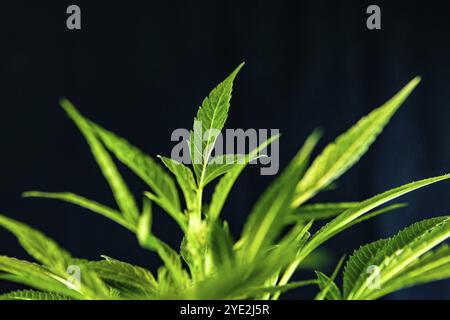 Primo piano selettivo sulla parte superiore di una pianta di cannabis, foglie di fan germogliano da una pianta di marijuana su sfondo nero. Angolo superiore sinistro dello spazio di copia Foto Stock