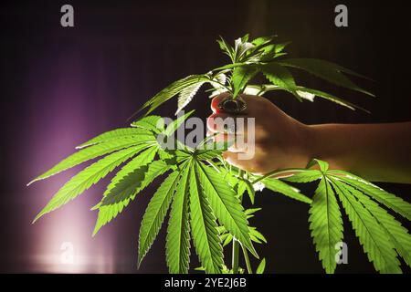 Foto ravvicinata di una pianta di marijuana illuminata dal basso, con una luce brillante sullo sfondo. Anello donna coperto mano afferrando la parte superiore della cannabis sana PL Foto Stock