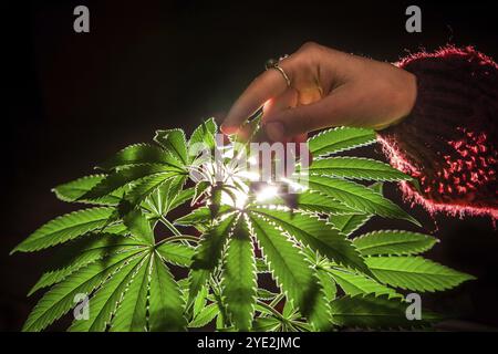 Primo piano selettivo della pianta di marijuana retroilluminata con la mano di una donna che accarezza le foglie. Pianta di cannabis su sfondo nero illuminata dal behi Foto Stock