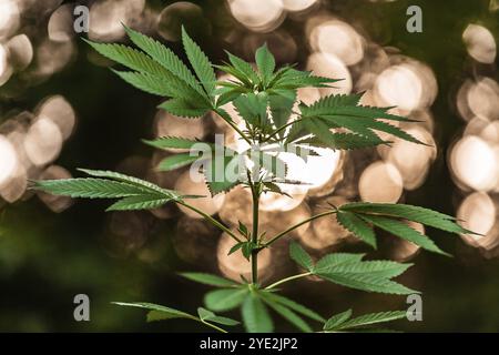 Primo piano fuoco selettivo sparato dal lato di una pianta di cannabis. Germogliare foglie con fuori fuoco caldo bokeh luci in background Foto Stock