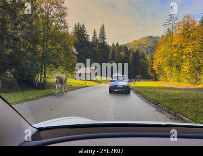 Haldensee, Austria. 09 ottobre 2024. Turisti in auto con mucche sulla strada a Graen, Tirolo, Austria 9 ottobre 2024, fotografo: ddp Images/STAR-Images crediti: ddp media GmbH/Alamy Live News Foto Stock