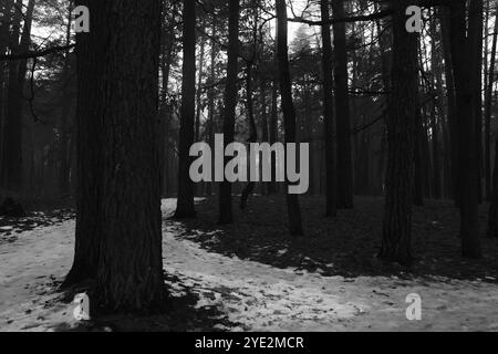 Strada ghiacciata nel bosco scuro, suggestiva foresta Black Metal, boschi spaventosi, atmosfera horror Foto Stock