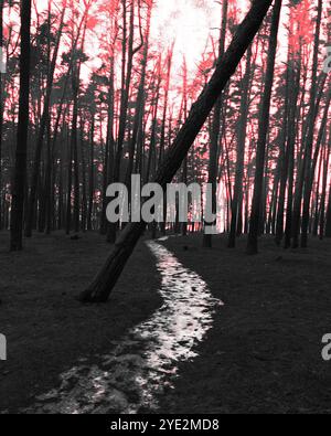 Strada ghiacciata nel bosco scuro, suggestiva foresta Black Metal, boschi spaventosi, atmosfera horror Foto Stock