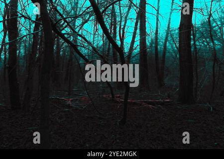 Fantastica foresta nebbiosa, suggestiva foresta Black Metal, foresta nebbiosa scuro spettrale, atmosfera horror Foto Stock
