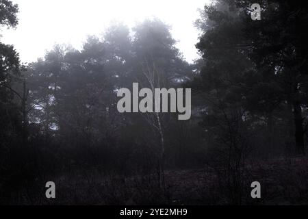Fantastica foresta nebbiosa, suggestiva foresta Black Metal, foresta nebbiosa scuro spettrale, atmosfera horror Foto Stock
