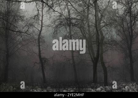 Fantastica foresta nebbiosa, suggestiva foresta Black Metal, foresta nebbiosa scuro spettrale, atmosfera horror Foto Stock