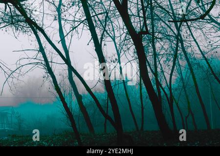 Fantastica foresta nebbiosa, suggestiva foresta Black Metal, foresta nebbiosa scuro spettrale, atmosfera horror Foto Stock