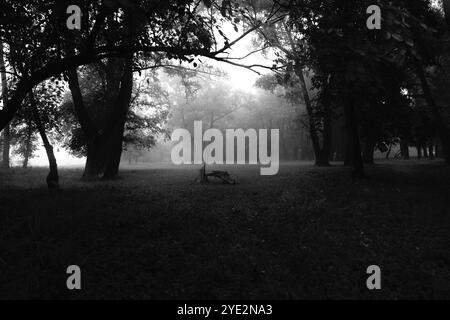 Fantastica foresta nebbiosa, suggestiva foresta Black Metal, foresta nebbiosa scuro spettrale, atmosfera horror Foto Stock