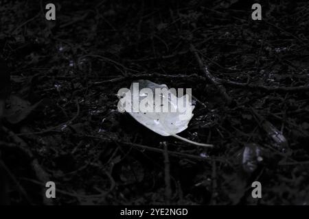 Foglie solitarie nel bosco piovoso, suggestiva foresta Black Metal, foresta scura e spettrale, atmosfera horror, colori fantastici Foto Stock