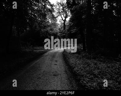 Strada surrealistica nel bosco, suggestiva foresta Black Metal, foresta oscura e spettrale, atmosfera horror, colori fantastici Foto Stock