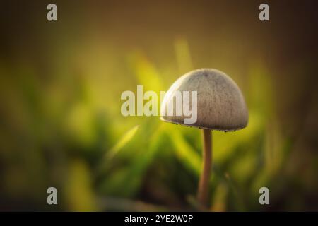 I funghi crescono nelle foreste ricoperte di muschio verde. Foto Stock