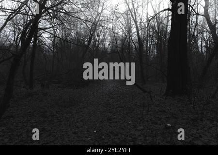 Suggestiva foresta di black metal, oscura foresta spettrale, atmosfera horror, oscurità surreale Foto Stock
