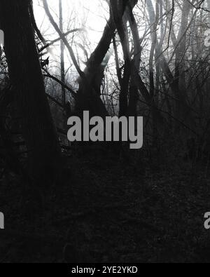 Suggestiva foresta di black metal, oscura foresta spettrale, atmosfera horror, oscurità surreale Foto Stock