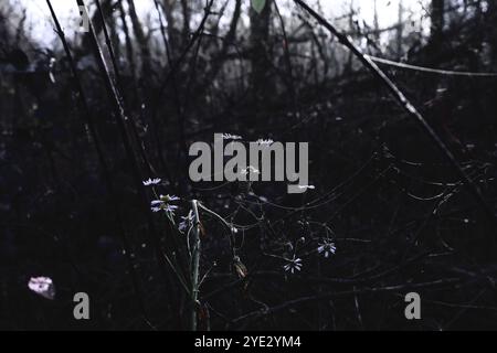 Camomilla nel bosco scuro, suggestiva foresta Black Metal, foresta oscura e spettrale, atmosfera horror, colori fantastici Foto Stock