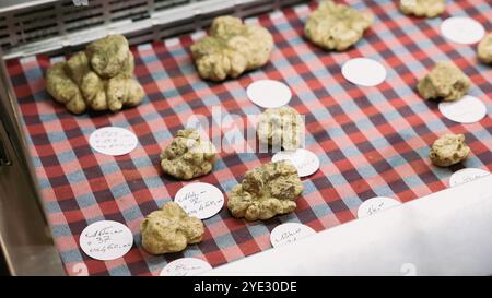 Al Festival del Tartufo d'Alba in Italia, i visitatori ammirano una selezione di tartufi di pregio esposti su un panno a scacchi. Foto Stock