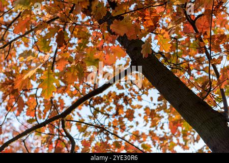 Primo piano dell'albero con foglie dorate colorate autunnali. Autunno, autunno, ottobre Foto Stock