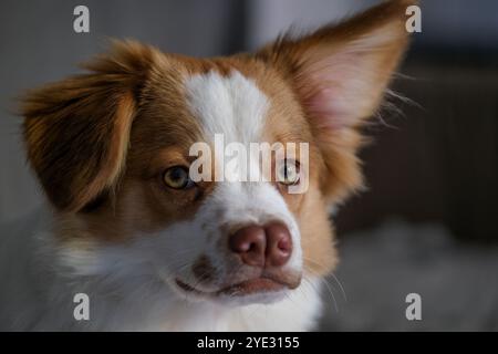 Un cucciolo Foto Stock