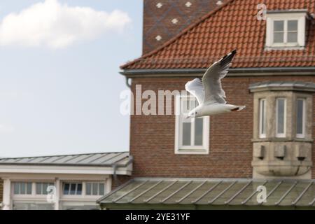 Un gabbiano si innalza graziosamente di fronte a un tradizionale edificio in mattoni a Bremerhaven, Germania, contro un cielo luminoso. Foto Stock