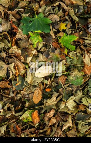 Un tappeto di foglie cadute giacente per terra nel Regno Unito. Foto Stock