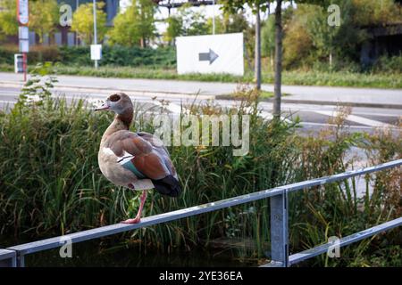 Oca egiziana seduta su una ringhiera di fronte all'altoforno dell'ex fonderia Hoesch Phoenix West, Dortmund, Renania settentrionale-Vestfalia, tedesca Foto Stock