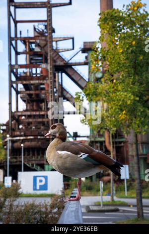 Oca egiziana seduta su una ringhiera di fronte all'altoforno dell'ex fonderia Hoesch Phoenix West, Dortmund, Renania settentrionale-Vestfalia, tedesca Foto Stock