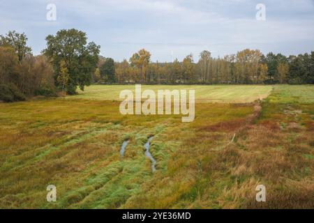 Riserva naturale Emsdettener Venn nel distretto di Steinfurt, riserva ornitologica europea, Renania settentrionale-Vestfalia, Germania. Naturschutzgebiet Emsdettener Foto Stock