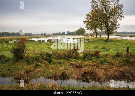 Riserva naturale Emsdettener Venn nel distretto di Steinfurt, riserva ornitologica europea, Renania settentrionale-Vestfalia, Germania. Naturschutzgebiet Emsdettener Foto Stock