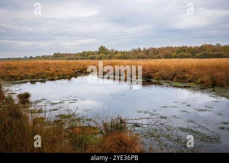 Riserva naturale Emsdettener Venn nel distretto di Steinfurt, riserva ornitologica europea, Renania settentrionale-Vestfalia, Germania. Naturschutzgebiet Emsdettener Foto Stock